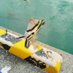 キス釣り、ヘチ釣り