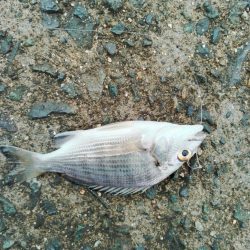 イカリベンジ？