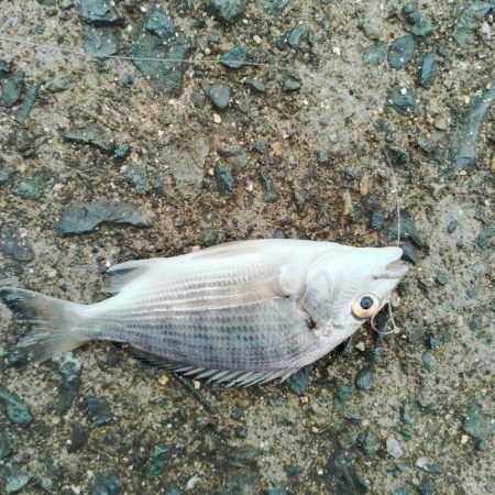 イカリベンジ？