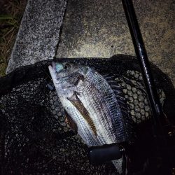 市内河川シーバス