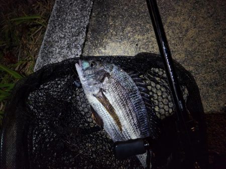 市内河川シーバス