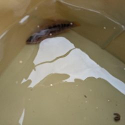 三浦半島でタコ🐙との出会い！