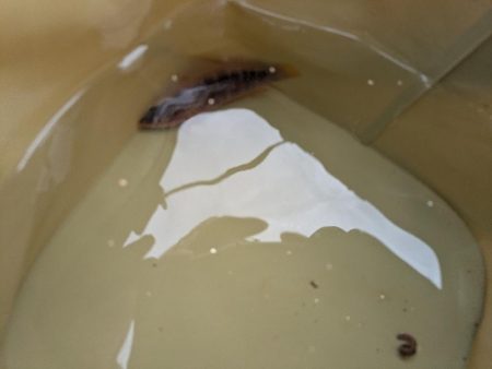 三浦半島でタコ🐙との出会い！