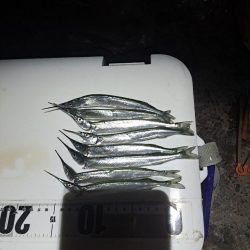 渋めサヨリからのサビキ