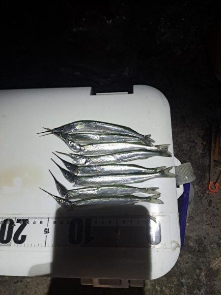 渋めサヨリからのサビキ