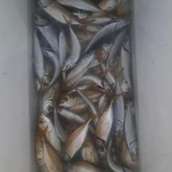 太刀魚不発のアジ釣り