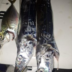 やっと釣れた真夜中太刀魚ウキ釣り