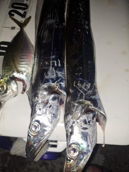 やっと釣れた真夜中太刀魚ウキ釣り