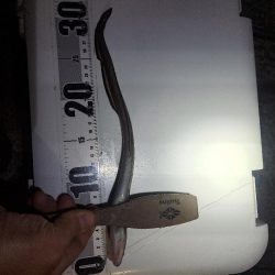 飛ばしサビキとズボ釣りの二刀流