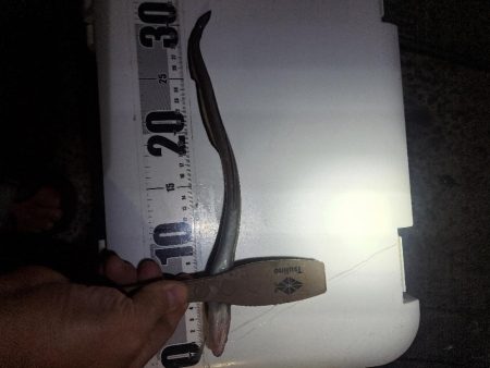 飛ばしサビキとズボ釣りの二刀流