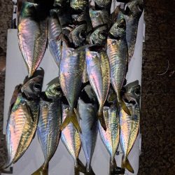 届けば釣れる中アジ