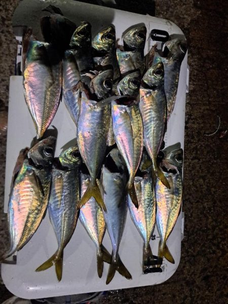 届けば釣れる中アジ