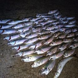 地元豆アジ好調