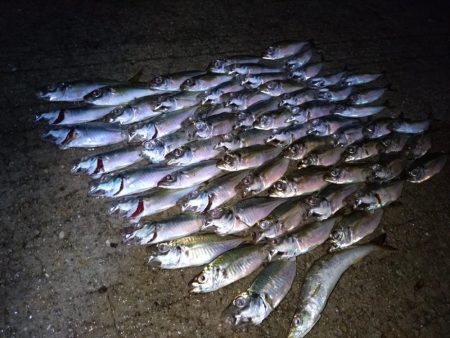 地元豆アジ好調