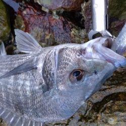 雨上がりチヌトップ