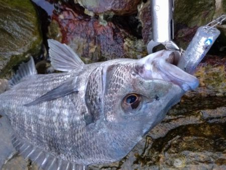 雨上がりチヌトップ