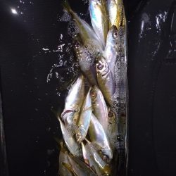 ご近所アジング