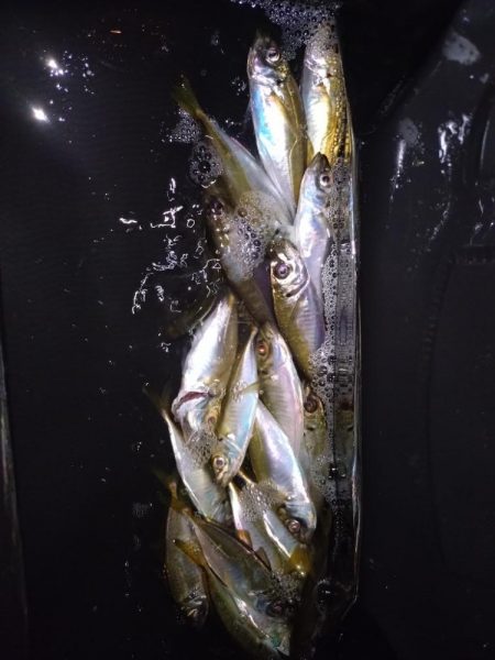 ご近所アジング