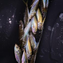 短時間アジング