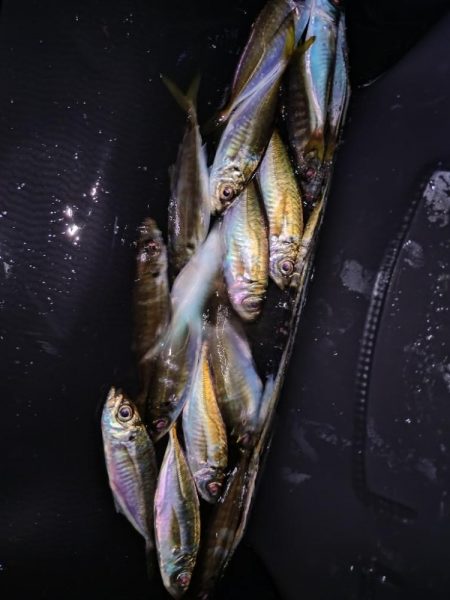 短時間アジング