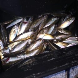 近所で好調アジング