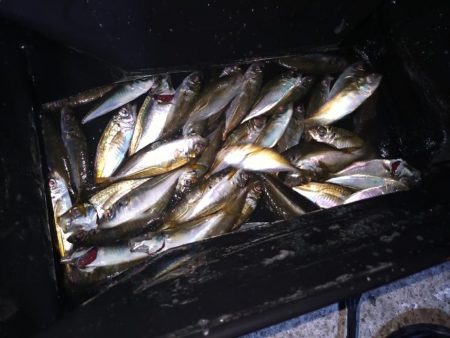 近所で好調アジング