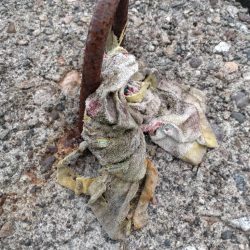 キジハタ1匹のみ