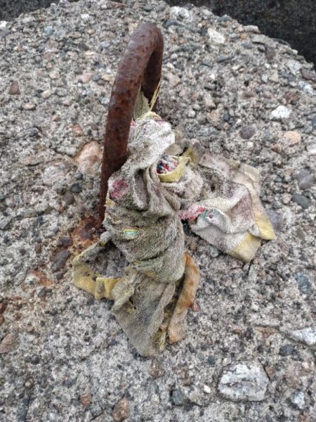 キジハタ1匹のみ