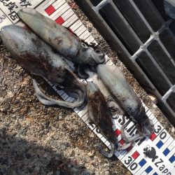 キジハタ1匹.ネンブツダイ1匹、障泥4杯！