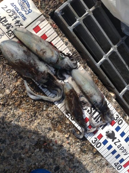 キジハタ1匹.ネンブツダイ1匹、障泥4杯！