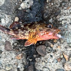 障泥ツ抜け、カマス、キジハタ（お）