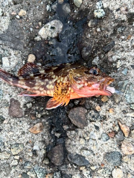 障泥ツ抜け、カマス、キジハタ（お）