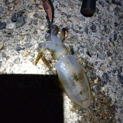 障泥烏賊4杯!1杯逃亡!