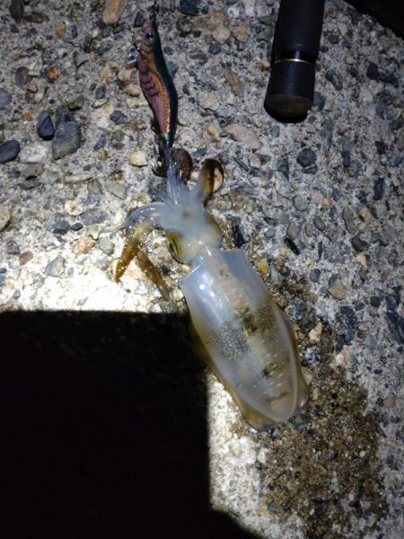 障泥烏賊4杯！1杯逃亡！