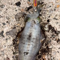 障泥烏賊4杯！（お）