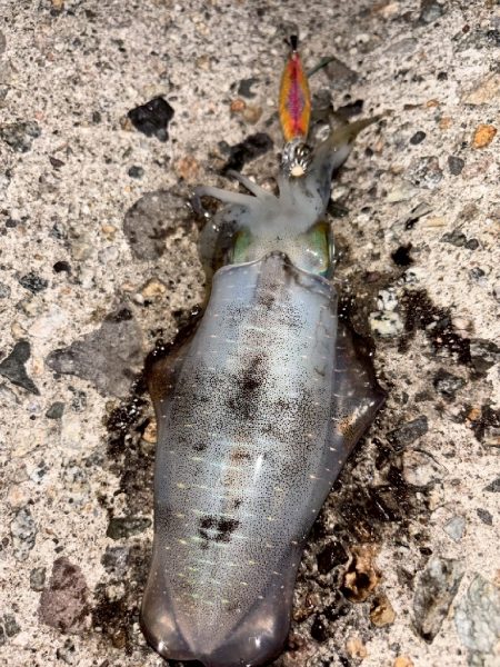 障泥烏賊4杯！（お）