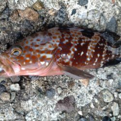 キジハタ、カサゴなど（お）