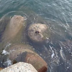 障泥烏賊2杯、その他魚多数！