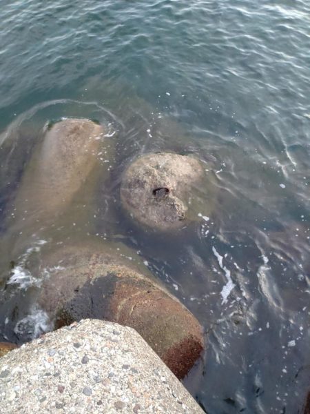 障泥烏賊2杯、その他魚多数！