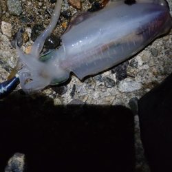 アオリ、小魚多数（じ）