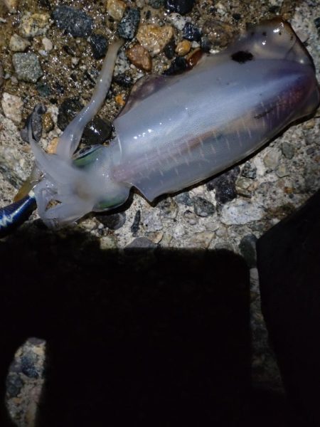 アオリ、小魚多数（じ）