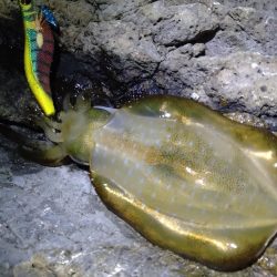 9月最初のエギング