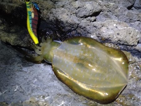 9月最初のエギング