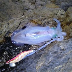 台風後のエギング