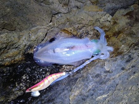台風後のエギング