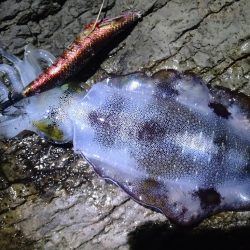 ちょい荒れエギング