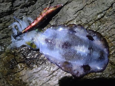 ちょい荒れエギング