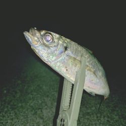 久しぶりの淡路島アジング🎣