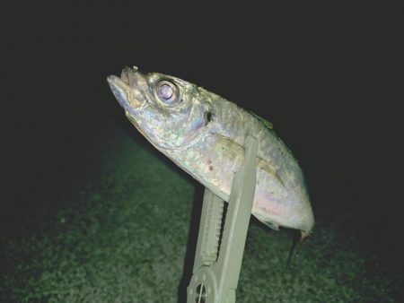 久しぶりの淡路島アジング🎣