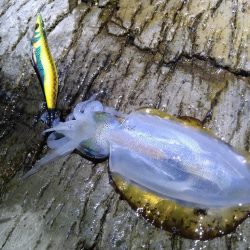 大きく育ってます